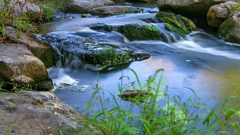 Forest stream time lapse Stock-Footage 98258805