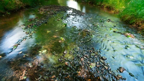 Forest Stream Timelapse Video stock 77695189