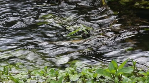 Forest stream torrent water Stock-Footage 66038788
