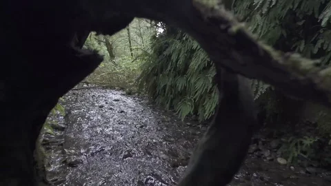 Forest Stream Transition Shot Through Root Slow Motion Stock Footage 98860269