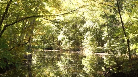Forest stream with trees hanging over the water with the sun Stock Footage 117042272