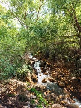 Forest stream tumbles over rocks under dense canopy Stock Photos