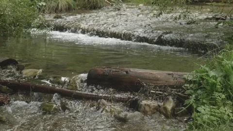 Forest Stream with Two Cascades – Nature Landscape Shot Stock Footage 316963871