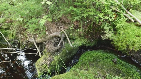 Forest Stream Under Tree Roots and Moss Stock-Footage 330863455