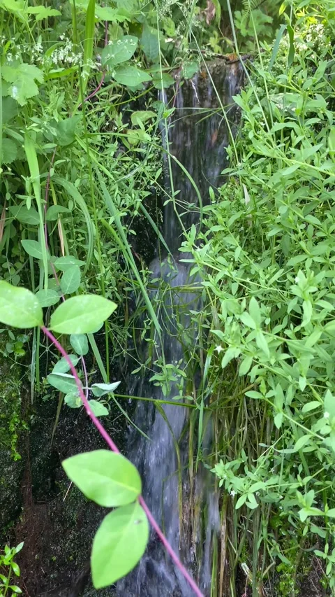 Forest stream viewed through grass 🌿💧 Stock Footage 310913880