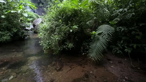 Forest Stream Water Flowing, Lush Tropical Jungle, Background Waterfall, Static Stock Footage 324769491