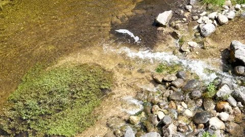 Forest Stream Water Flowing Over Rocks Into The Clear River Water Shoreline Stock Footage 200564197