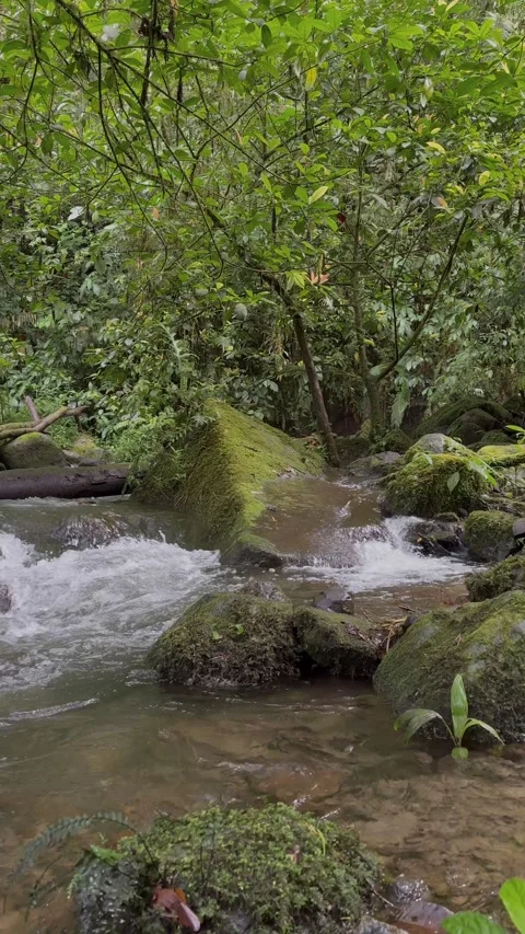 Forest Stream Water Flowing Over Mossy Rocks, Lush Green Jungle, Vertical Shot Stock Footage 324500399