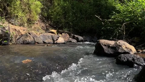 Forest Stream Water Flowing Over Rocks, Lush Green Vegetation Stock Footage 324769797