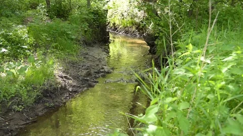 Forest stream - water flows between trees on a sunny day Stock Footage 109591946
