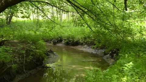 Forest stream - water flows between trees on a sunny day 動画素材 109591952
