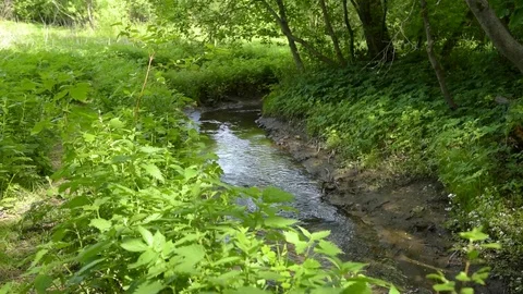 Forest stream - water flows between trees on a sunny day Stock Footage 109591961