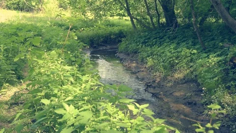 Forest stream - water flows between trees on a sunny day Stock Footage 109591970
