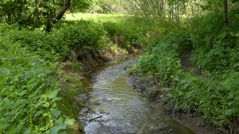 Forest stream - water flows between trees on a sunny day Stock Footage 109591971