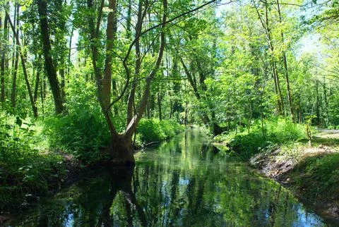 Forest Stream with Water Reflection in Lush Green Woodland Swamp Landscape Foto stock