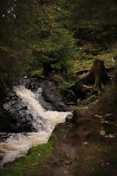 Forest Stream with Waterfall and Tree Stump, Germany Stock Photos