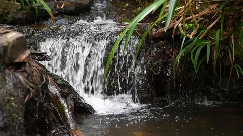 Forest Stream Waterfall Stock Footage 101768815