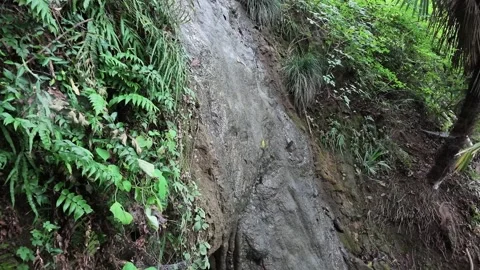 Forest Stream Waterfall Through Dense Ferns Stock-Footage 346288422