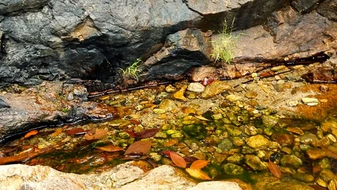 Forest Stream. Waterfall Tropical jungle, wild nature. Beautiful waterfall, w Stock Footage 126246945