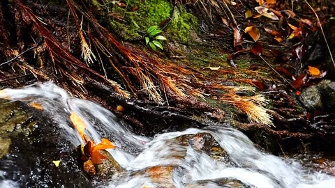 Forest Stream. Waterfall Tropical jungle, wild nature. Beautiful waterfall, w Stock Footage 126247724