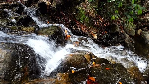 Forest Stream. Waterfall Tropical jungle, wild nature. Beautiful waterfall, w Stock Footage 126247779