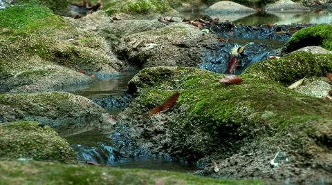 Forest Stream way through the stones Stock Footage 525616