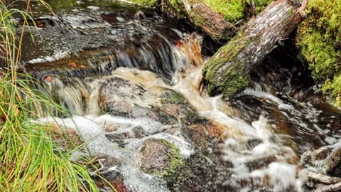 Forest stream with white foam, moss on rocks and wood Stock Footage 159246531