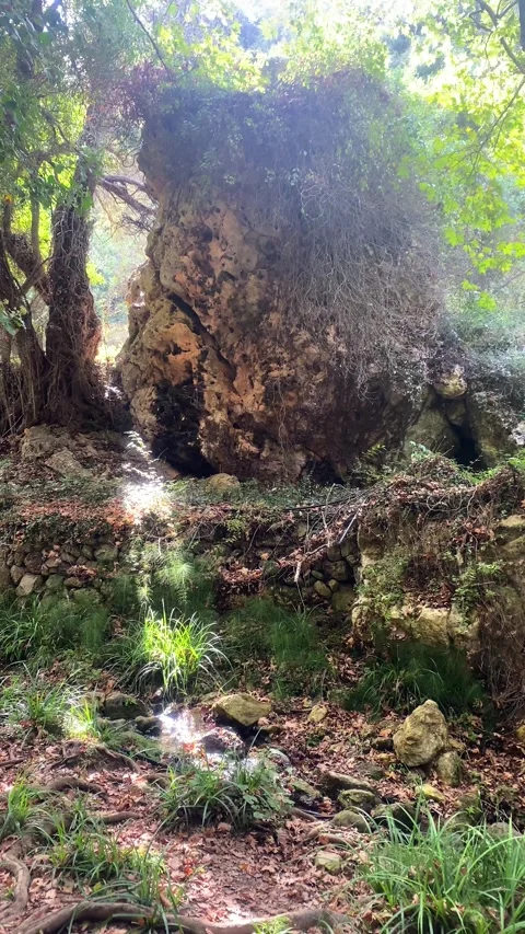 Forest. Stream. Wildlife. Trees. Bushes. Nature. Vertical video Stock Footage 286333464