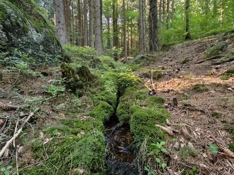 Forest stream winds through mossy ravine beneath tall pines sunlit canopy t.. Stock Photos