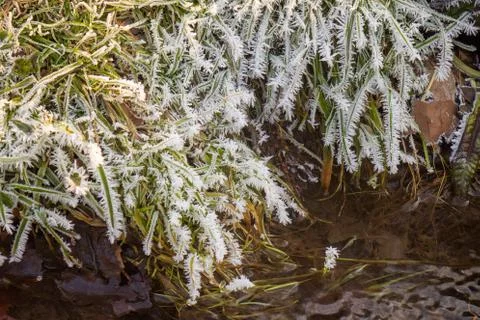 Forest stream in winter Stock Photos