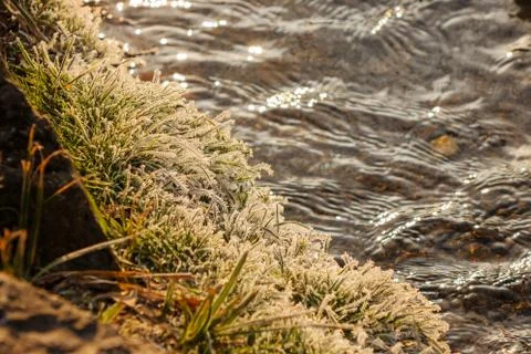 Forest stream in winter Stock Photos