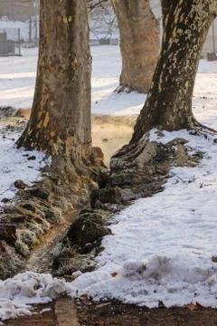 Forest stream in winter Stock Photos