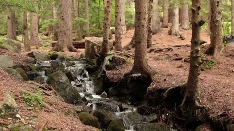 Forest stream_9144 Stock Footage 41659363