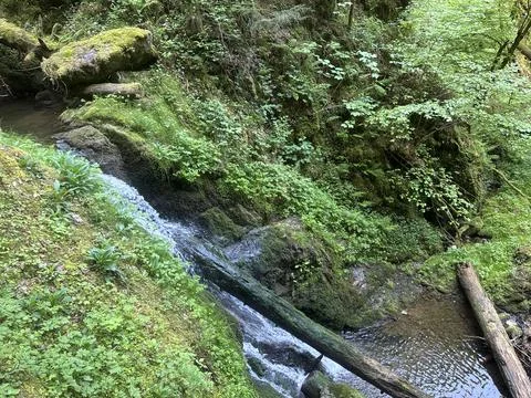 Forest streams and small waterfalls in a lush green woodland landscape Stock Photos