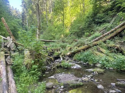 Forest streams and small waterfalls in a lush green woodland landscape Stock Photos