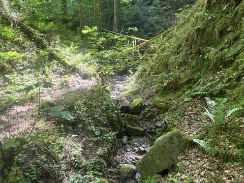 Forest streams and small waterfalls in a lush green woodland landscape Stock Photos