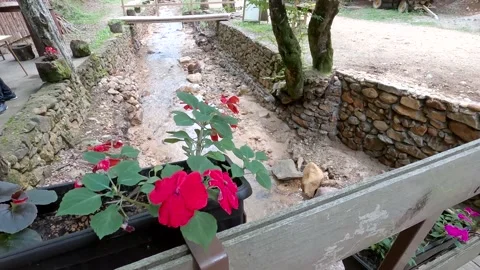 Forest streams Stock Footage 139931243