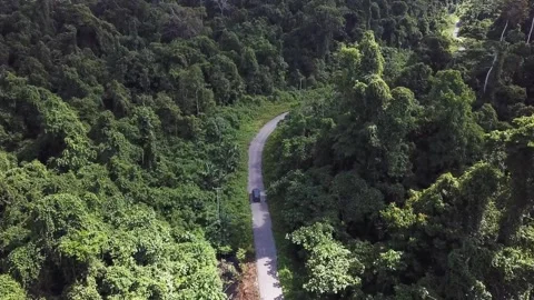 Forest street car Video stock 297830588