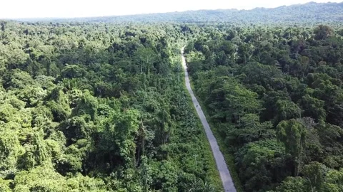 Forest street  Stock Footage 297830560
