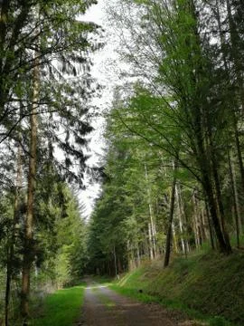 Forest-Street Stock Photos