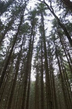 Forest stretch to the sky Stock Photos
