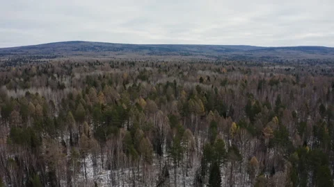 The forest stretches to the horizon Видео 148283094