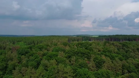 The forest stretching into the distance Stock Footage 155598389