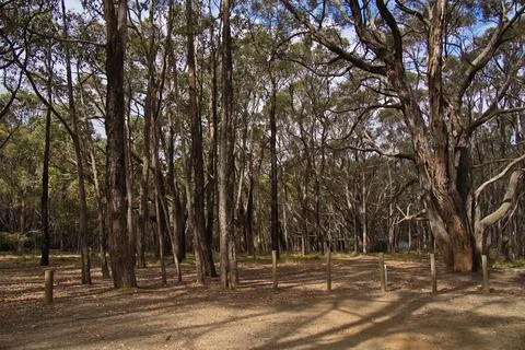 Forest at Stringybark Campsite in Deep Creek National Park, South Australia Stock Photos