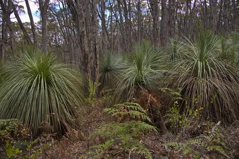 Forest at Stringybark Loop Walk in Deep Creek National Park, South Australia Stock Photos
