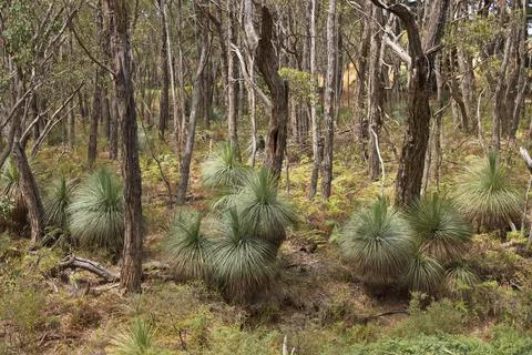 Forest at Stringybark Loop Walk in Deep Creek National Park, South Australia Stock Photos