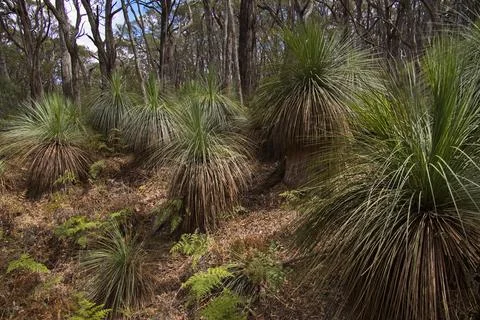 Forest at Stringybark Loop Walk in Deep Creek National Park, South Australia Stock Photos