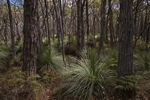 Forest at Stringybark Loop Walk in Deep Creek National Park, South Australia Stock Photos