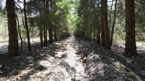 Forest strip from fires Stock Footage 194481402