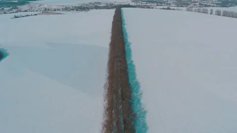 Forest strip protecting the field from soil erosion Video stock 148943732